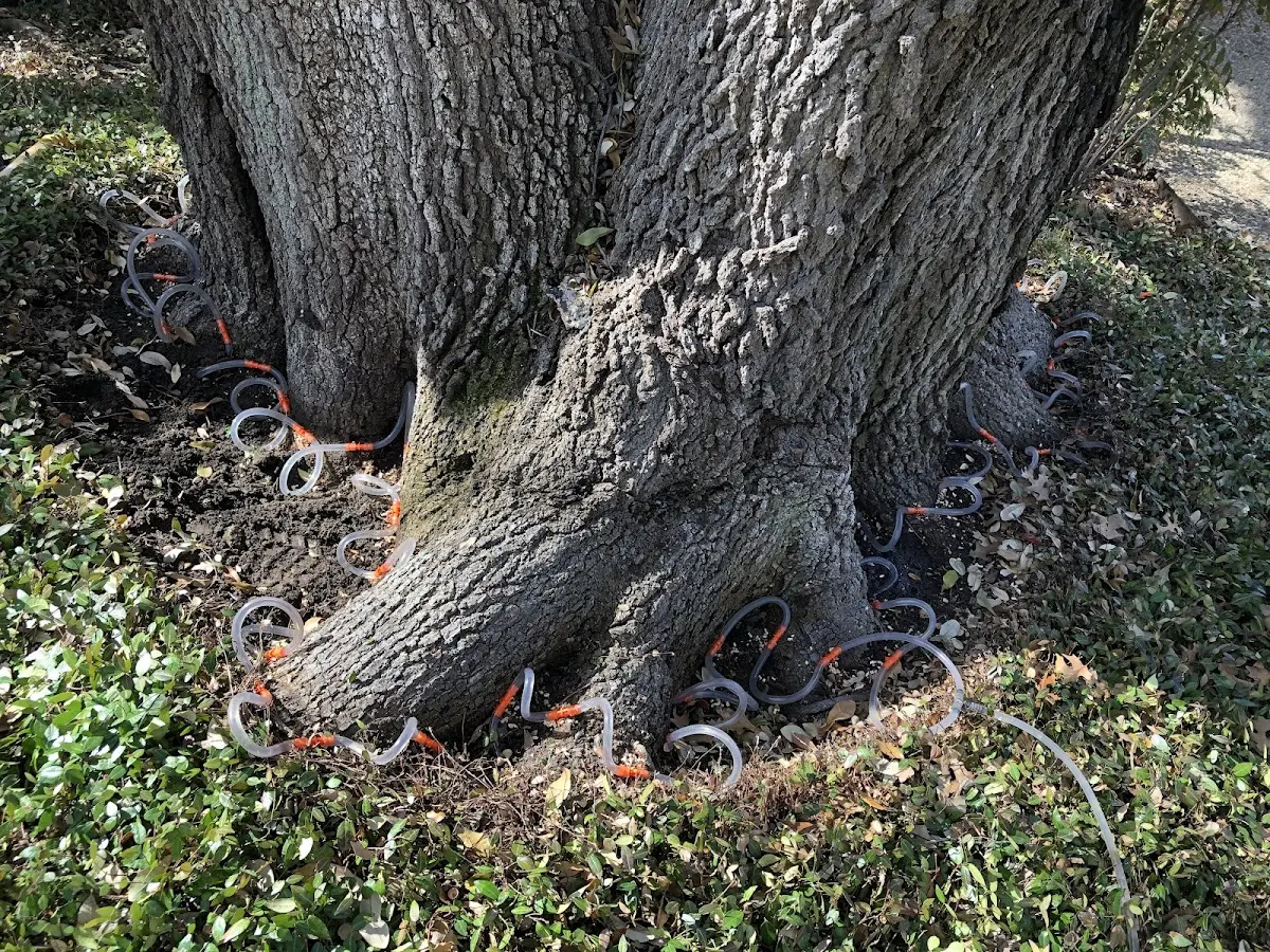 Detailed Tree Cabling and Bracing job site in Gakona