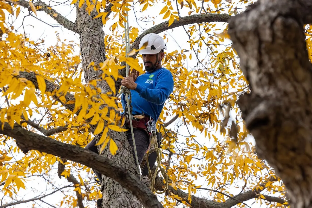 Skilled Tree Planting crew working in Gakona