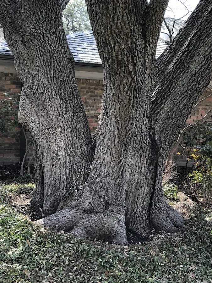 Mature heritage tree close to a Gakona property cared for by certified arborists